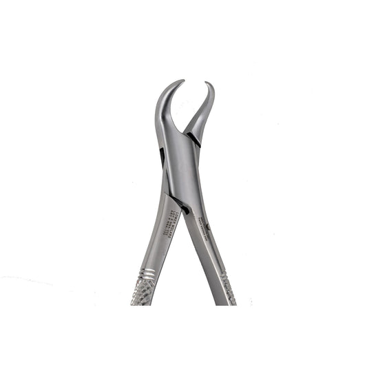 23 Lower Primary Molars CowHorn Beak
