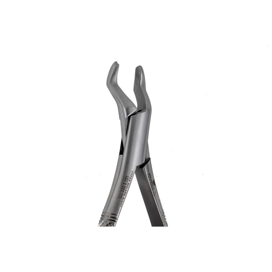 53R Right 1st and 2nd Upper Molars pointed Beak