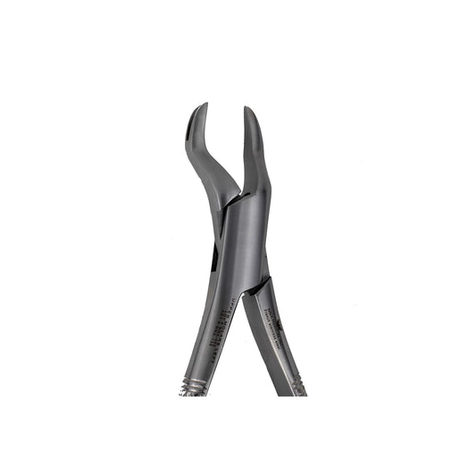 88L Left 1st and 2nd Upper Molars